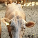 한종목장 이미지