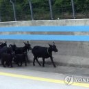 소동농장 이미지