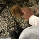 아이비 펜션 | 강원도 글램핑 드디어 해봄! 양양 캠핑 장소 양양토담글램핑&amp;펜션 후기