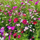 곡교천 | 주말 가족 나들이 추천! 아산 곡교천 산책 후기