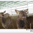 수정사슴목장 이미지