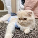 리오동물병원 이미지