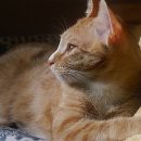 고양이집사 이미지