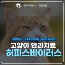 C.T.종합동물병원 | 신촌 안과 동물병원 고양이 허피스 바이러스 감염 치료사례 후기