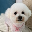 캉스펫 이미지