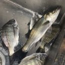 갈산면 사천마을회관 | 사천 여행 겨울 낚시 하기 좋은 저도펜션 1박2일