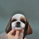 신정애견 이미지