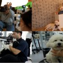 미용하는 훈련사 이미지