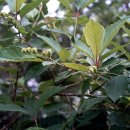 임실덕천리가침박달군락 이미지