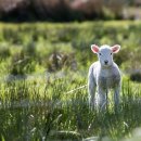 레드팬더 이미지