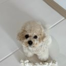 달강아지 | 디팡매트 (엠보매트) 실사용 한달 후기 | 강아지 슬개골 탈구 방지 미끄럼 방지 매트