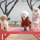 미쁜아토 이미지