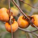 영남자동차정비공장 이미지