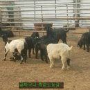 강릉흑염소 이미지