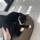 그루밍 호찌 이미지