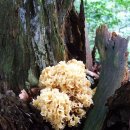 꽃송이가 이미지