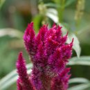 청양식당 이미지