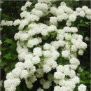 밥풀떼기 이미지