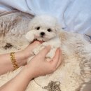 BICHON KOREA | 강아지 해외분양 및 운송 검역대행