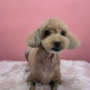 그루머공간 이미지