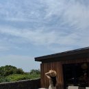 고내다운 이미지