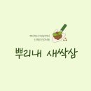 뿌리내 새싹삼