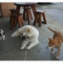 바다요정 이미지