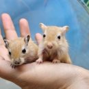 미니펫스쿨(Minipet School) 이미지