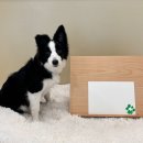 애견발자국 이미지