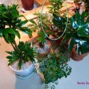 도수세탁소 이미지