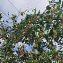 대추노래방 이미지