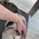 냥이파파 이미지