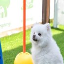 강릉댕댕이애견펜션블루 네이버블로그
