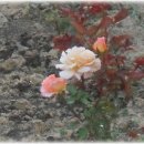 원광병원 이미지