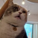 히포코코 이미지