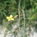 와일드 루꼴라Wild Rucola(배추과 모래냉이속) 이미지