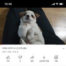 시고르박 이미지