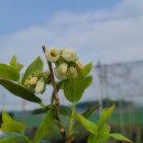 [블루베리품종] 북부하이부시 조생 "듀크"의 꽃 이미지