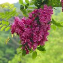아카시아 향기 바람에 날리고/포춘 유영종 이미지