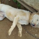 로그캐빈다래 이미지