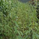 복골농장 이미지