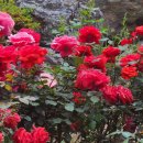 장미로 61 이미지