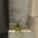 리미클로젯