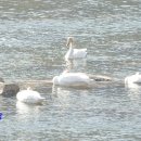 팔당댐 하류에 모여있는 천연기념물 제201-2호 큰고니(Whooper Swan) 이미지