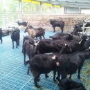 늘푸른염소농장 이미지