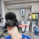 The빛나개 이미지