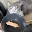 주식회사 드림펫푸드 이미지