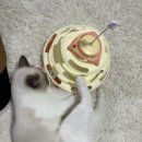 누리펫