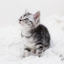 신비헤어 이미지