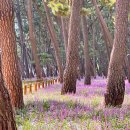 송림쉼터 | 밀양 맥문동 삼문 송림공원 데이트 코스 경남 꽃구경